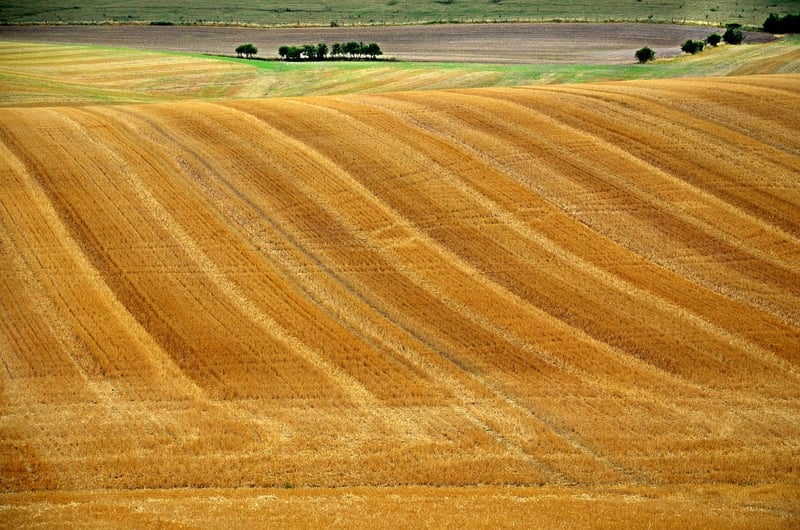 Summer Harvesting